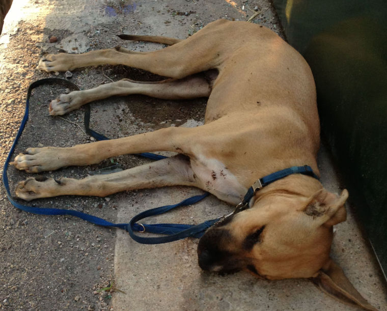 Dog found dead